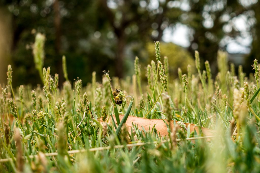Healthy grasses growing at Taltarni Vineyard
