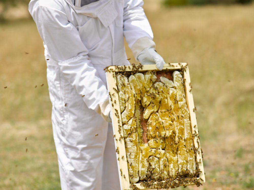 Bee keeper holding part of a bee hive with bees on it