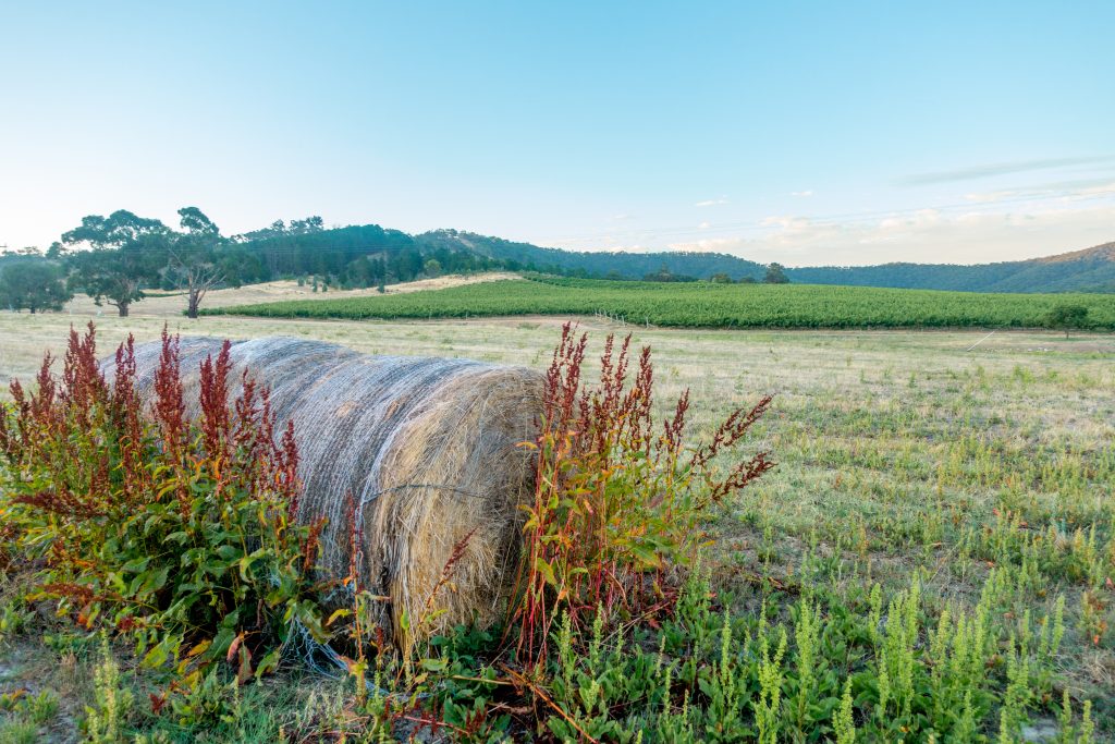 Hay bales in a paddock with grape vines in the background